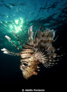Hunting Lionfish by Adolfo Maciocco 